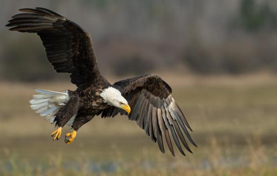 An eagle flying over a marshland area 