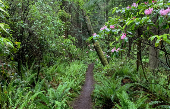 Narrow dirt trail through ferns, shrubs, including a pink blooming rhododendron on the right with mossy tree trunks in the distance.