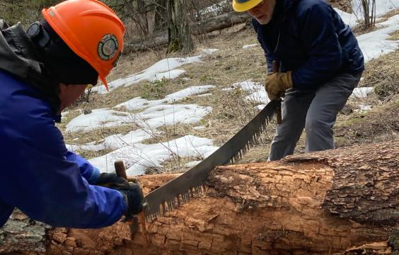 Volunteers sawing a log