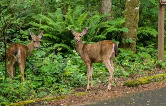 two small deer beside paved road surrounded by trees and greenery