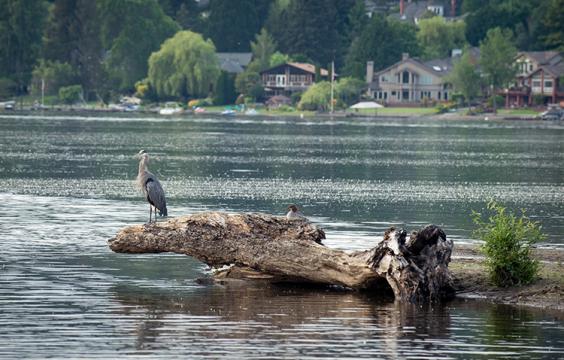 A blue heron sits on a log in a lake.